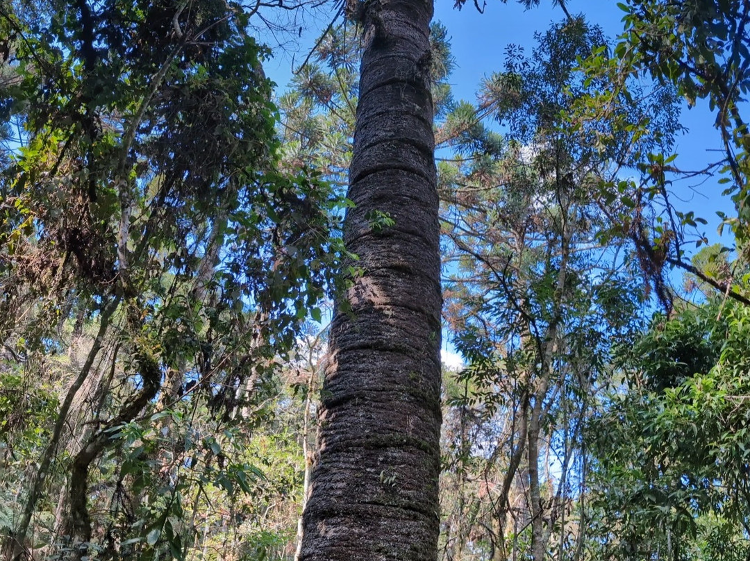 Trilha do Pinheiro Velho-蒙特贝尔德必去景点