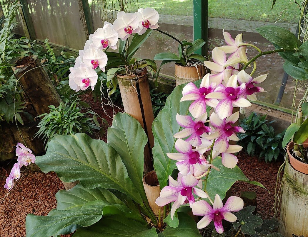 Botanical Orchid Garden景点图片