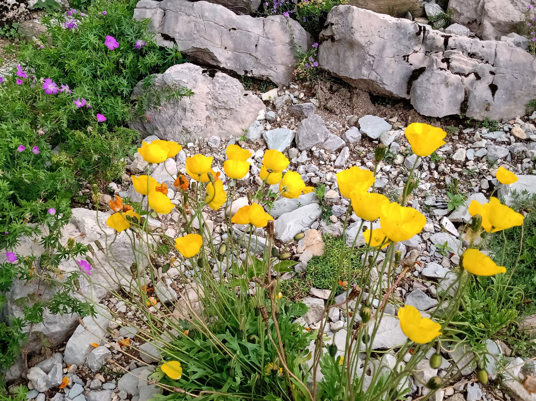 Giardino Botanico Alpino Viote di Monte Bondone景点图片