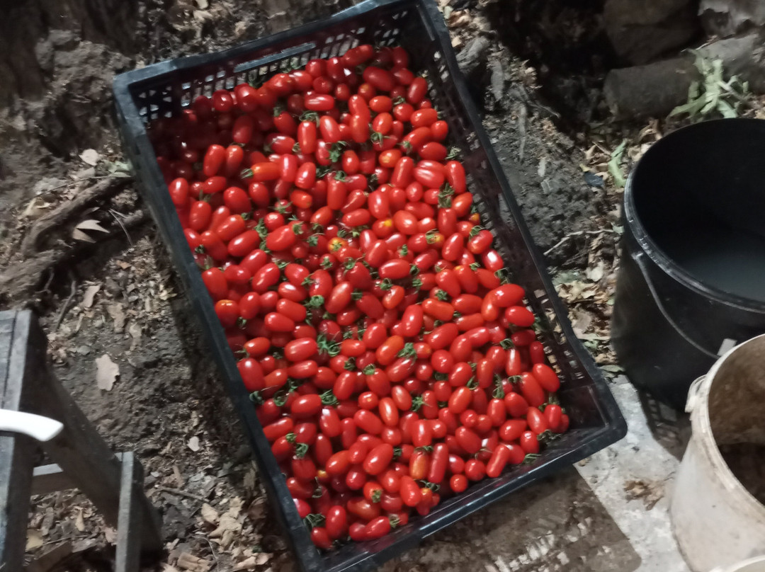 Dasos Selakano-Selakano必去景点