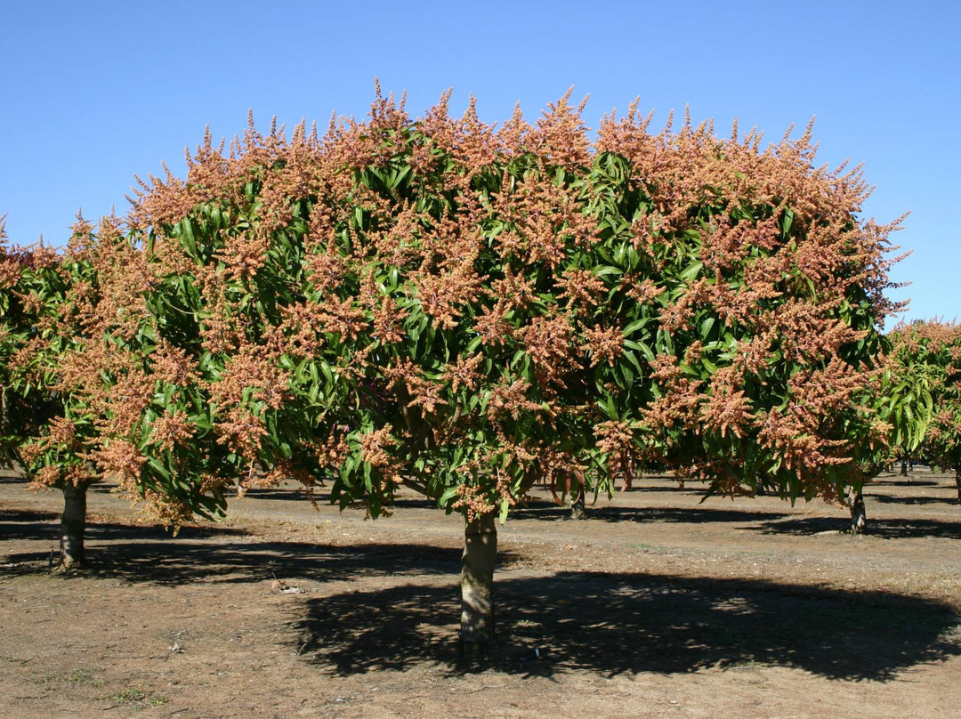 Golden Drop Mango Winery-Biboohra必去景点