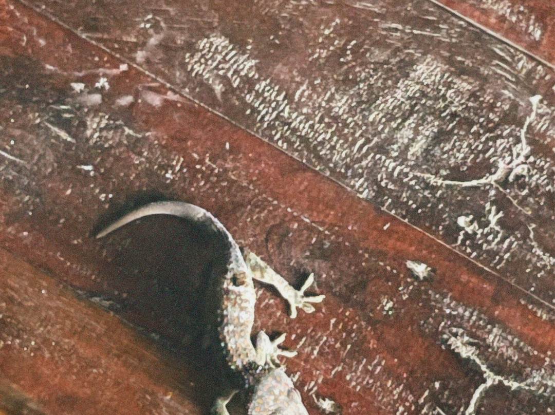 Sanctuaria Treehouses Busuanga主图