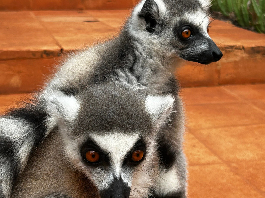 Dodi's Lemur Tours景点图片