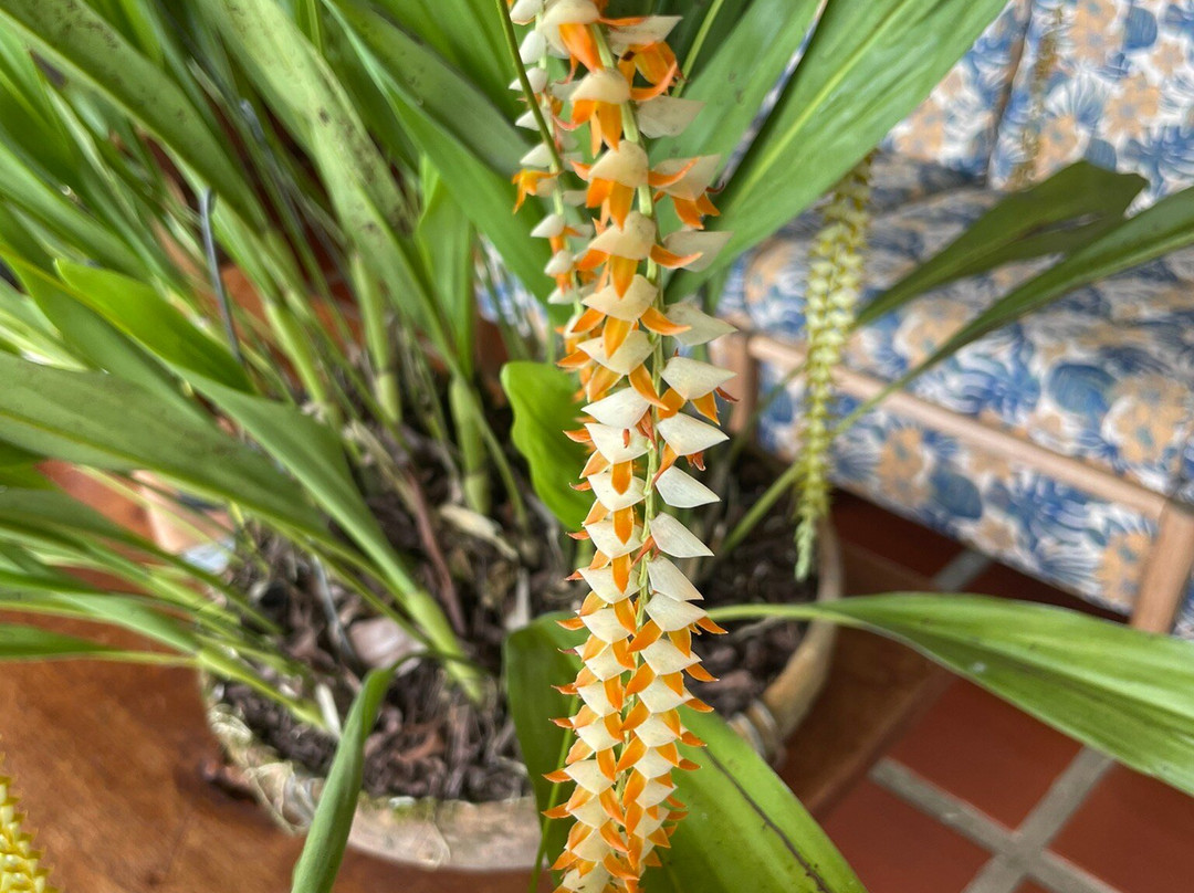 Orchids & Birds Finca Romelia-Manizales必去景点