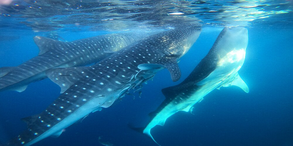 Sumbawa Whale Shark Tour-Sumbawa Besar必去景点