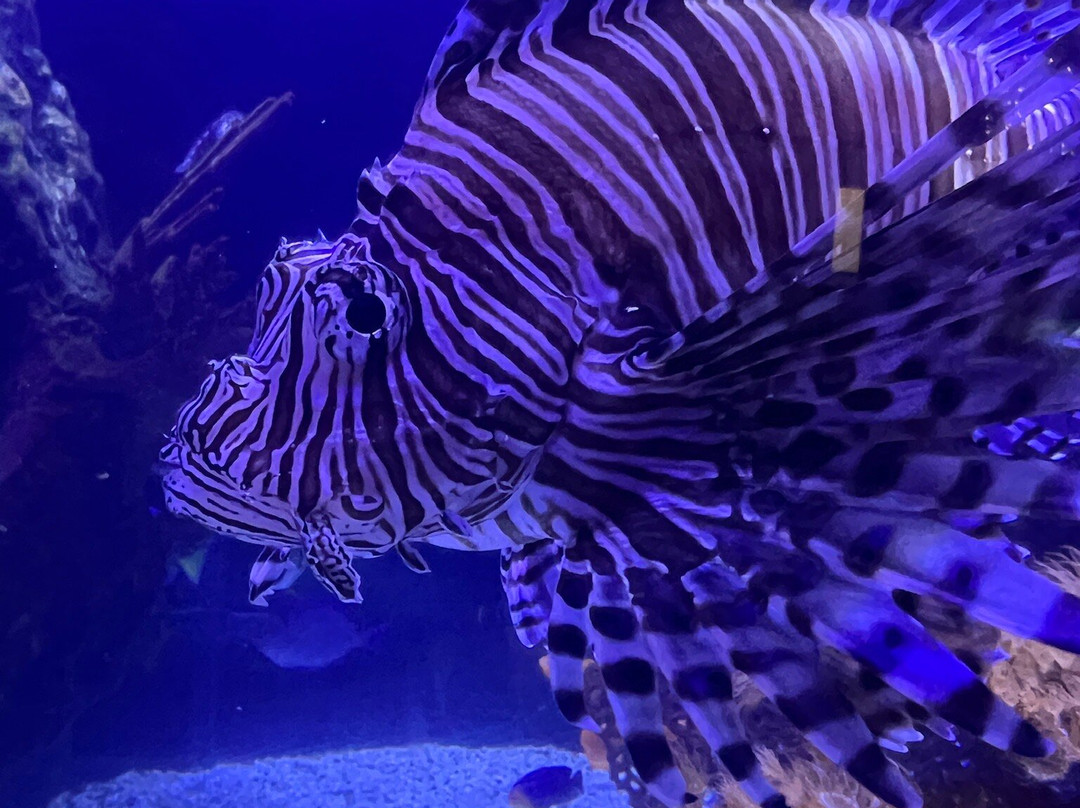 Shreveport Aquarium景点图片
