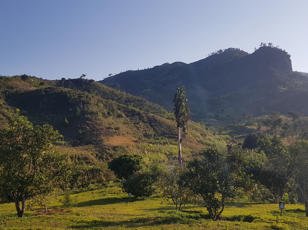 Ranomafana Arboretum景点图片