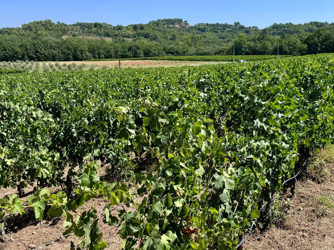 Domaine de Tara景点图片
