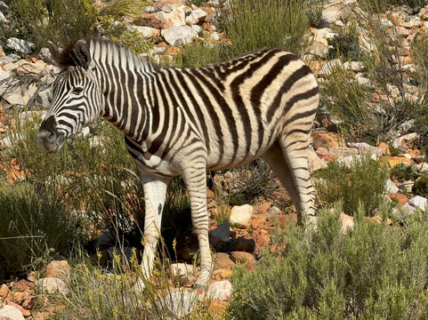 Born in Africa Tours-开普敦必去景点