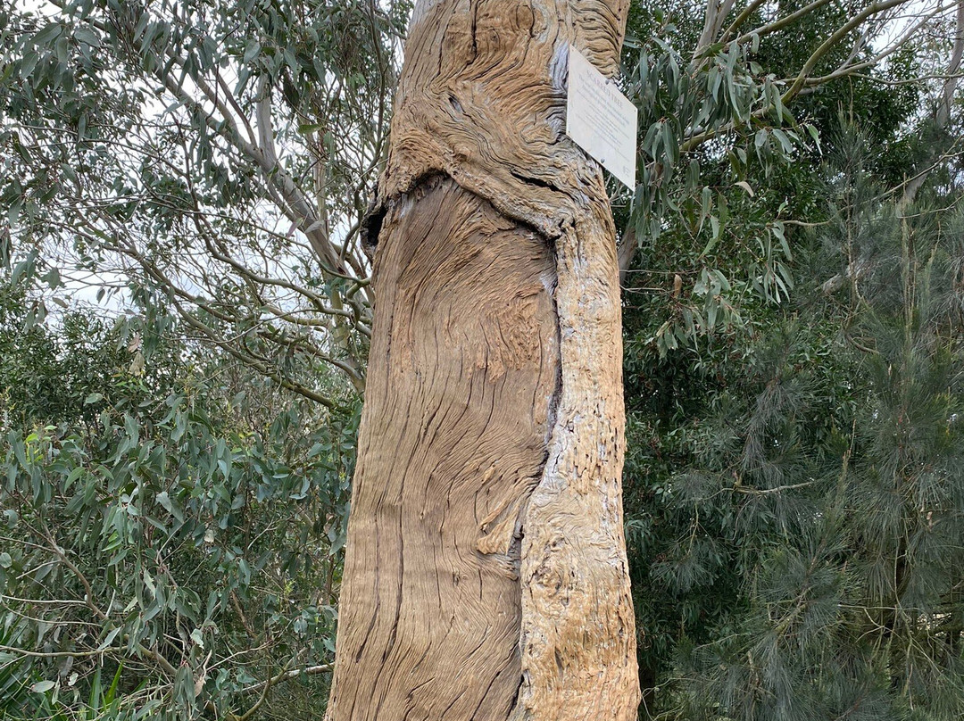 Aboriginal Scarred Tree