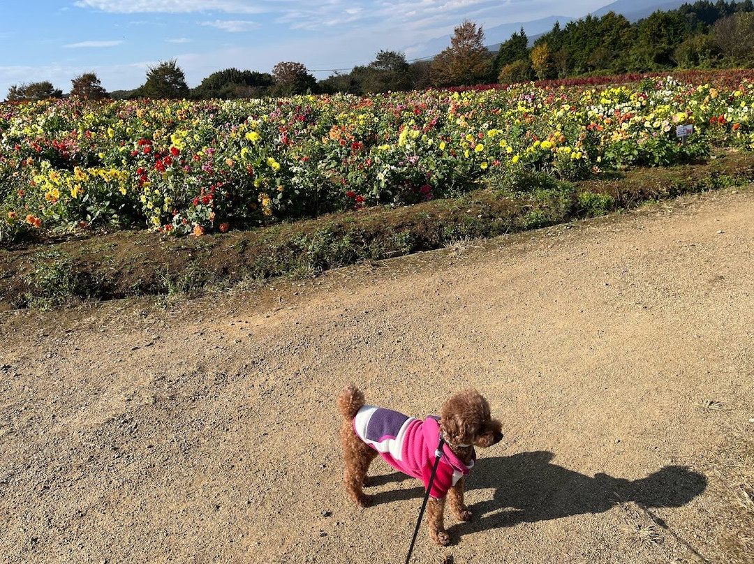 Nasu Flower World-那须町必去景点