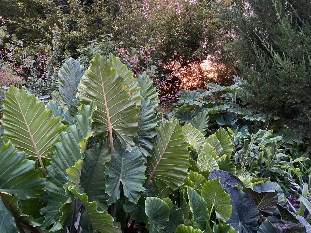 Kansas Plant Farm-劳伦斯必去景点