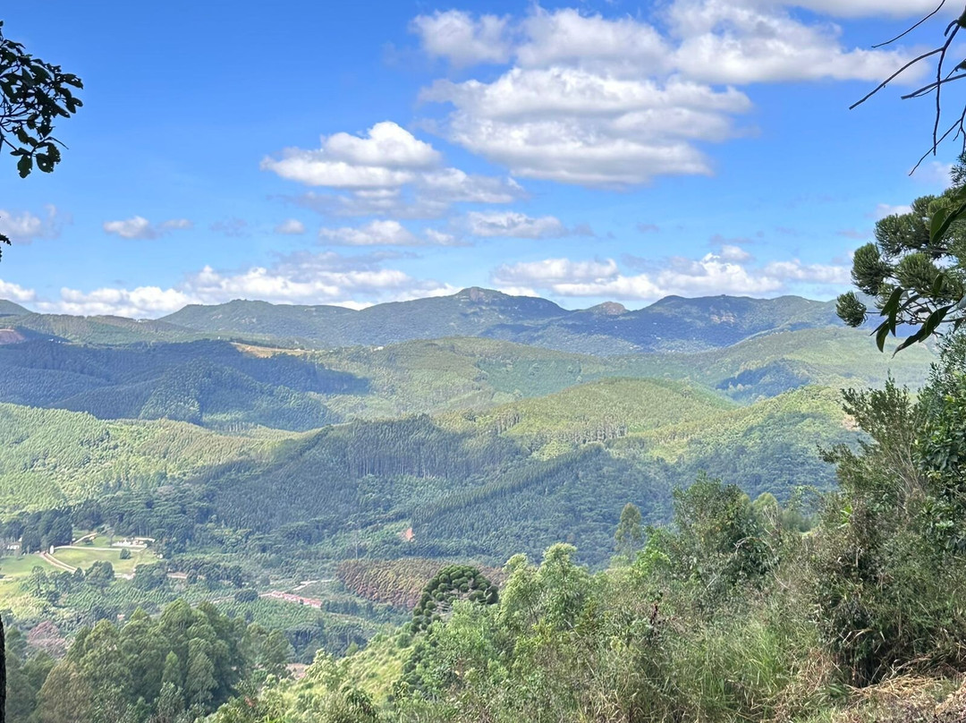 Araukaria Brazil - Monte Verde