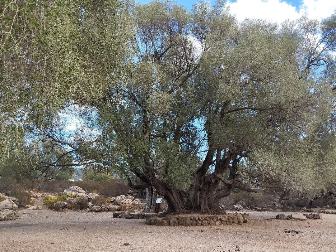 Sisine Quad Rental-Triei必去景点