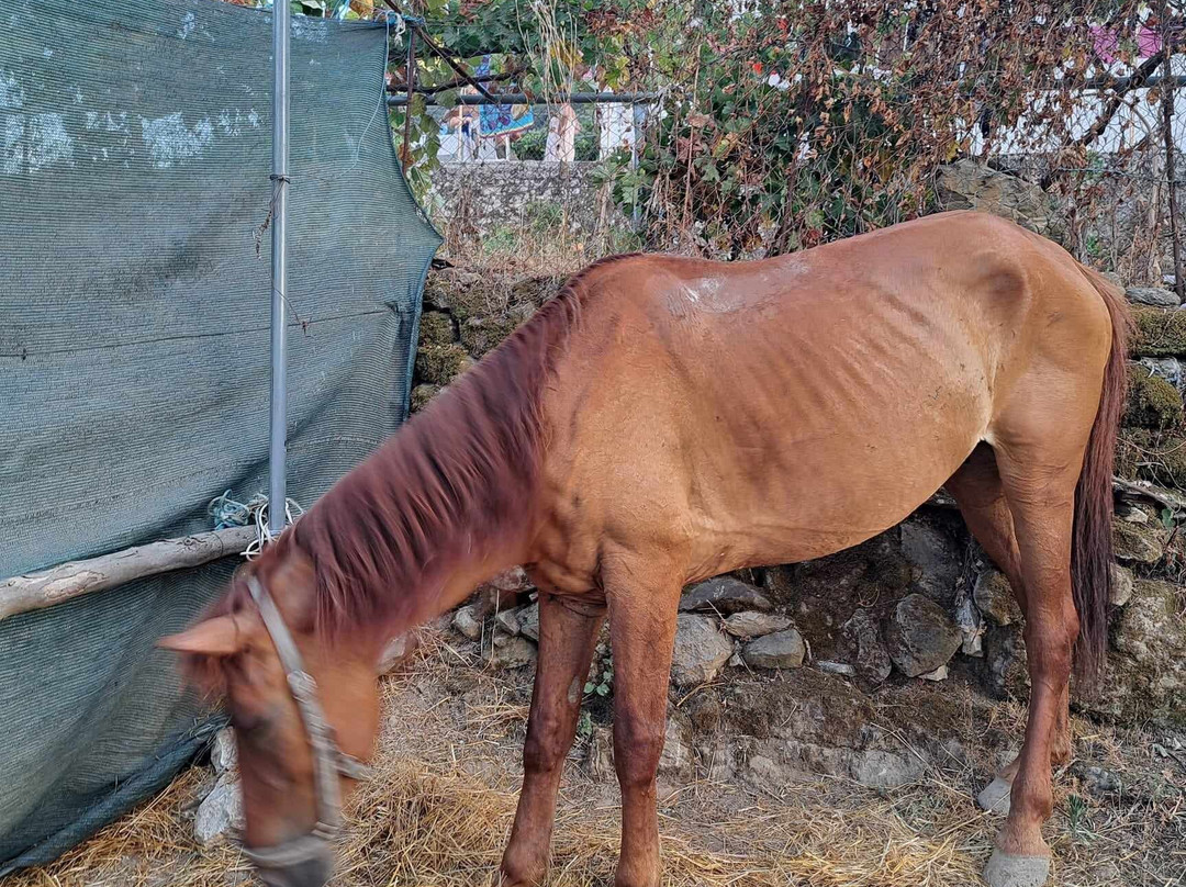 Caravan Horse Riding Albania-吉诺卡斯特必去景点