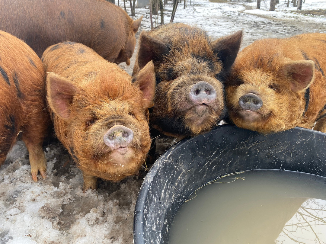 Jireh Hills Family Homestead-Alvinston必去景点