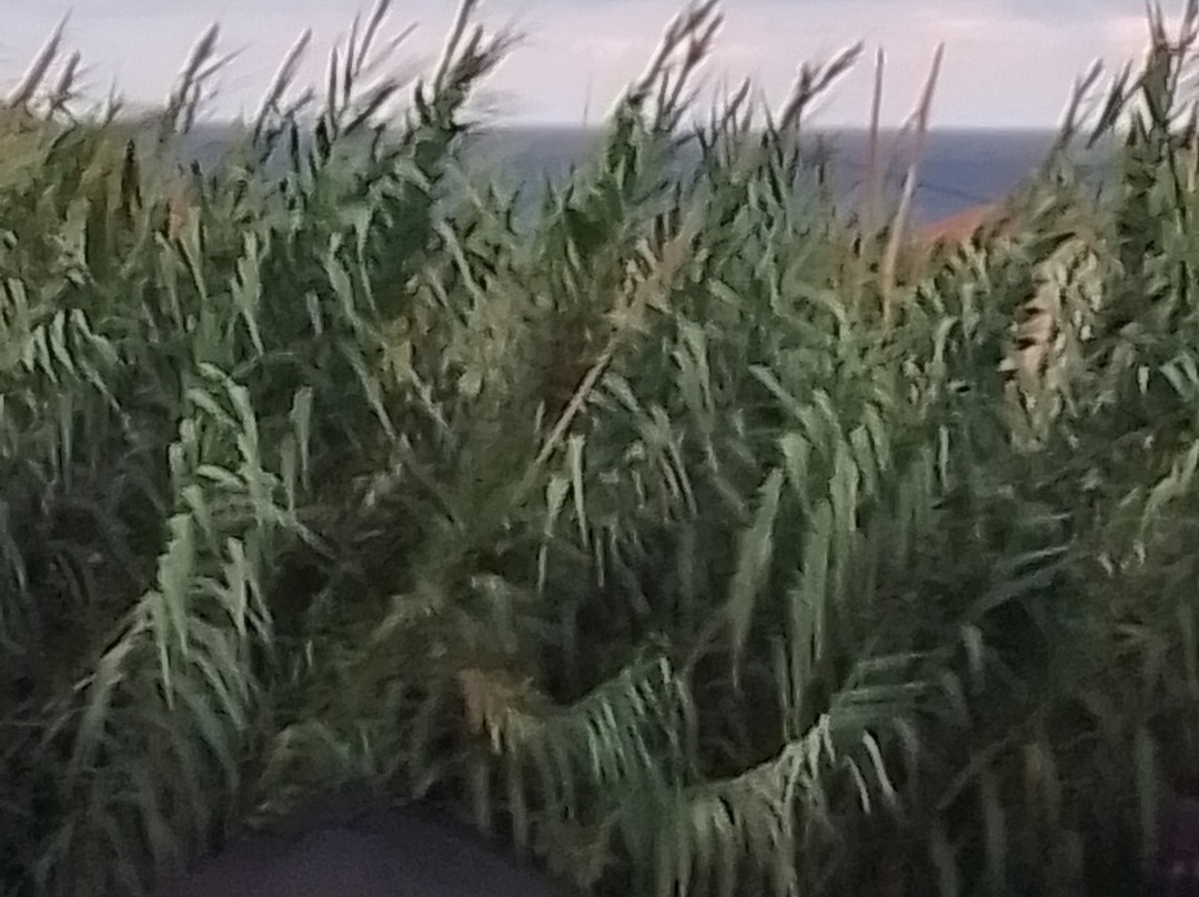 Blue Horizon Hotel主图