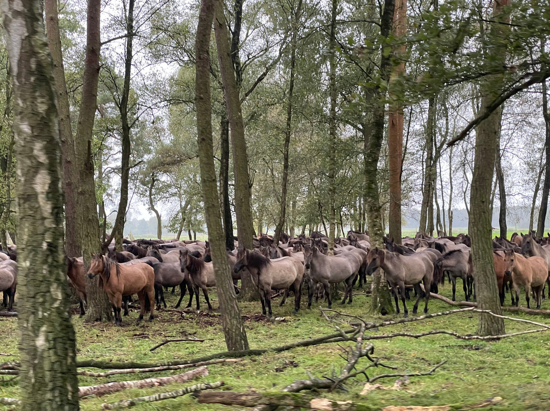 Wildpferdebahn im Merfelder Bruch景点图片