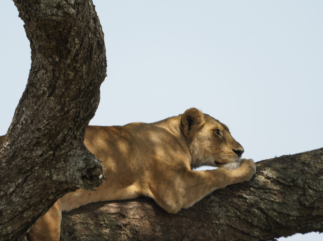 E & E Safaris-阿鲁沙必去景点