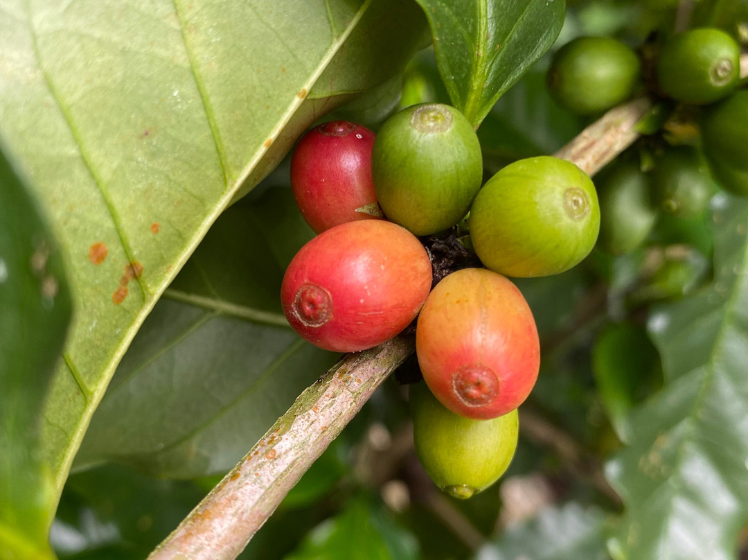 Medicinal and Edible Plant Tour-旧港必去景点