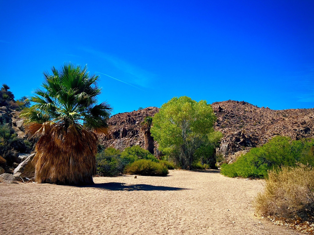 Cottonwood Spring-约书亚树国家公园必去景点