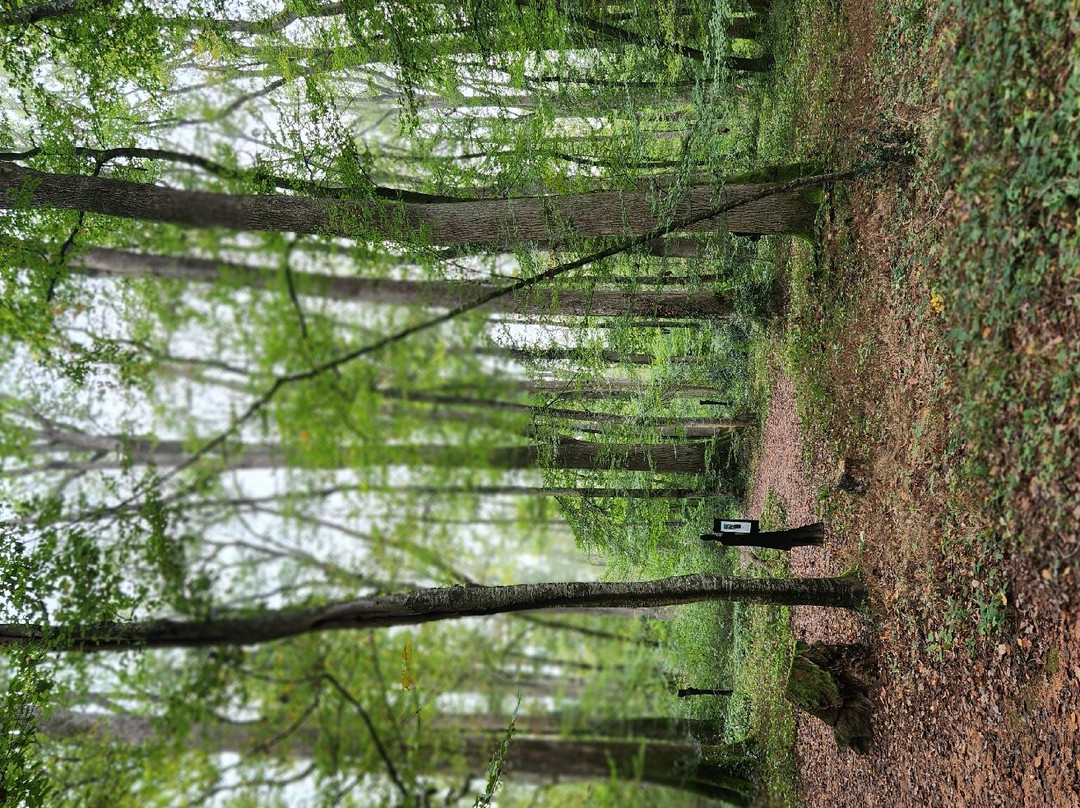 Forest of Tronçais景点图片