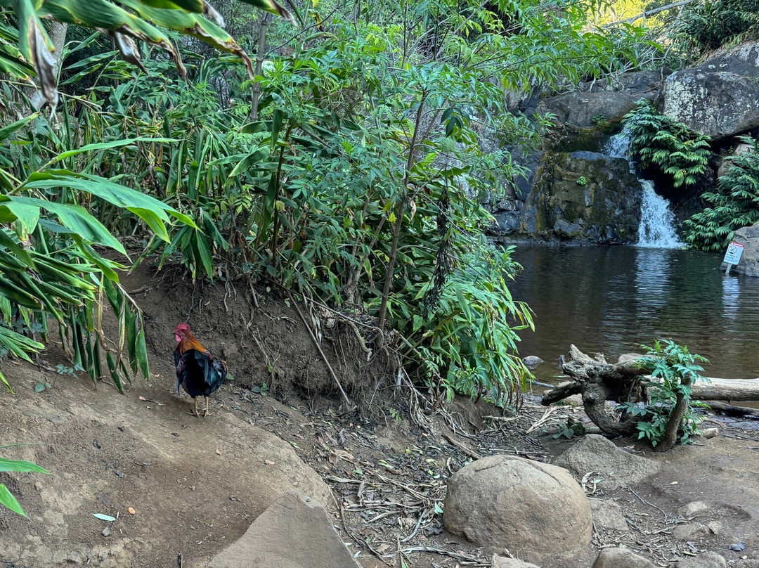 Waipo’o Falls-威美亚必去景点
