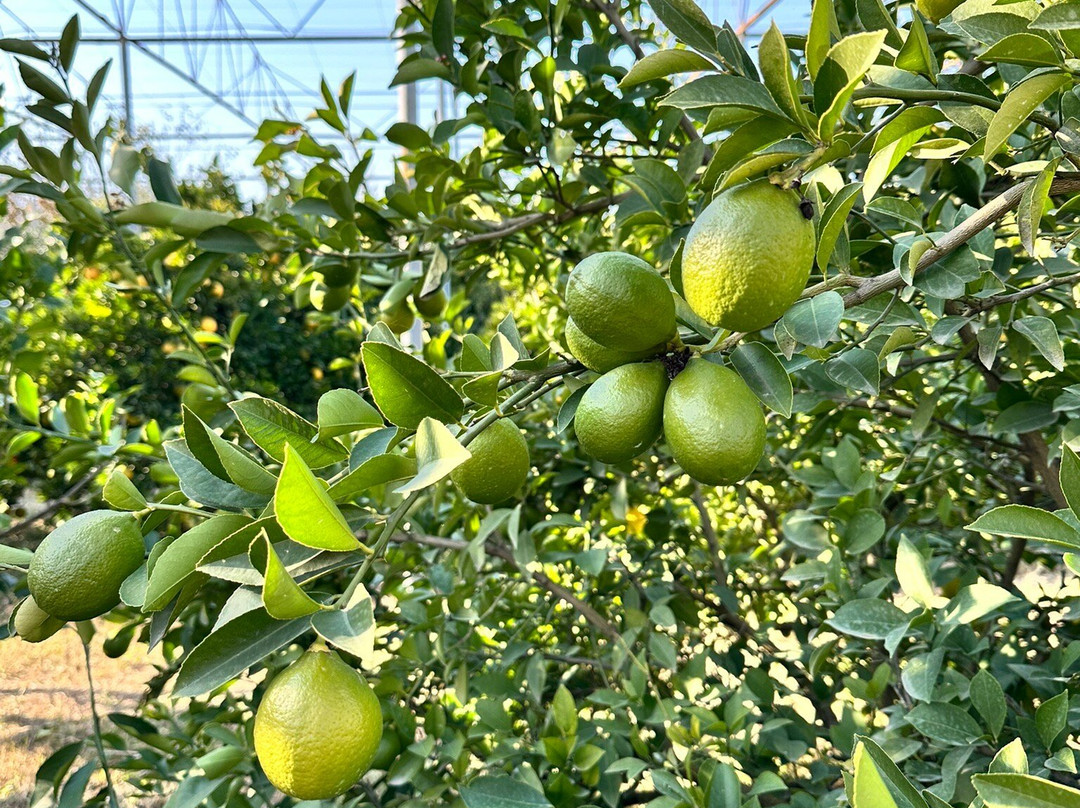 Bio Garden-舍基必去景点