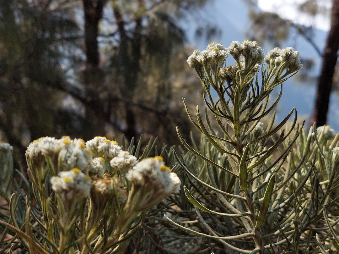Mount Arjuno and Welirang-Prigen必去景点