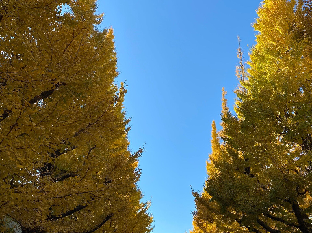 Jingu Gaien Ginkgo Tree-lined Street-港区必去景点