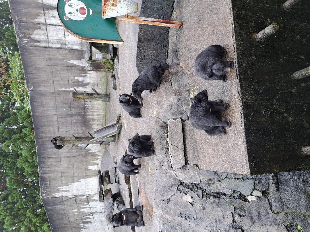 Kuma Kuma Farm景点图片