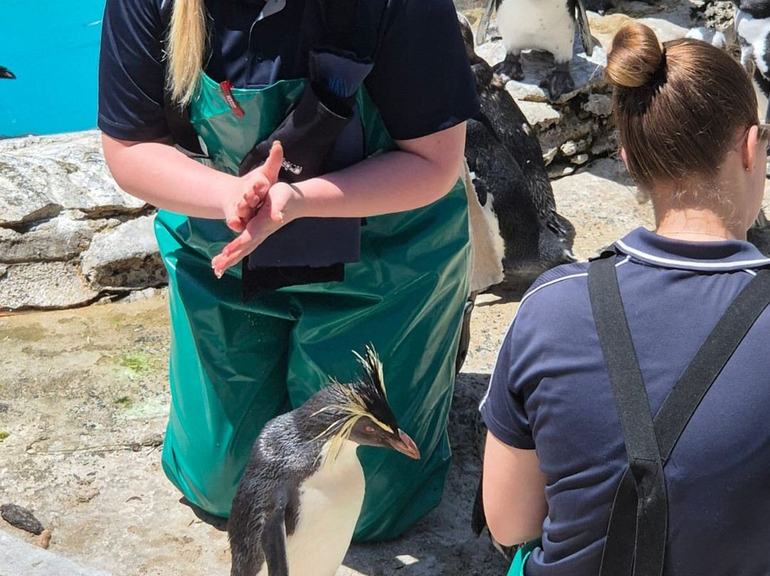 SANCCOB Seabird Rehabilitation Centre-Table View必去景点