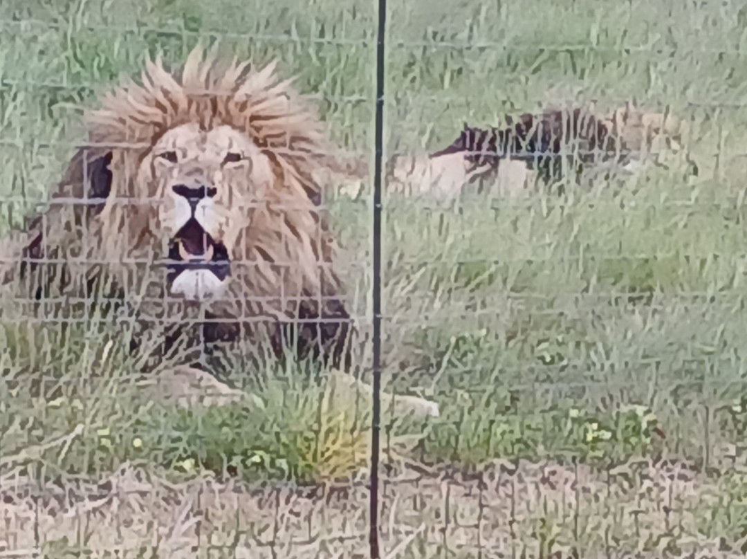 Glen Garriff Lion Conservation Npc-哈利史密斯必去景点