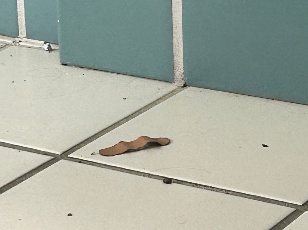 Country Inn & Suites by Radisson, Birch Run-Frankenmuth, MI主图