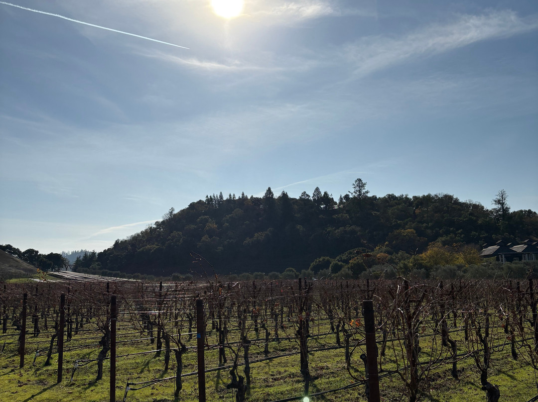 Cliff Lede Vineyards景点图片