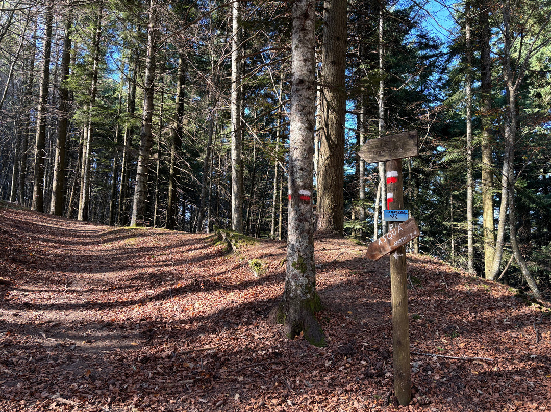 Parco Nazionale delle Foreste Casentinesi, Monte Falterona e Campigna景点图片