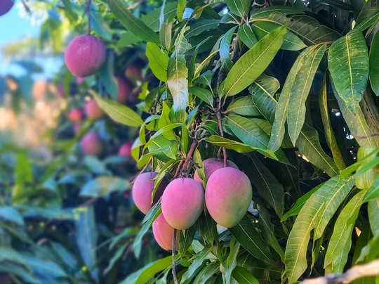 橄榄山度假酒店主图