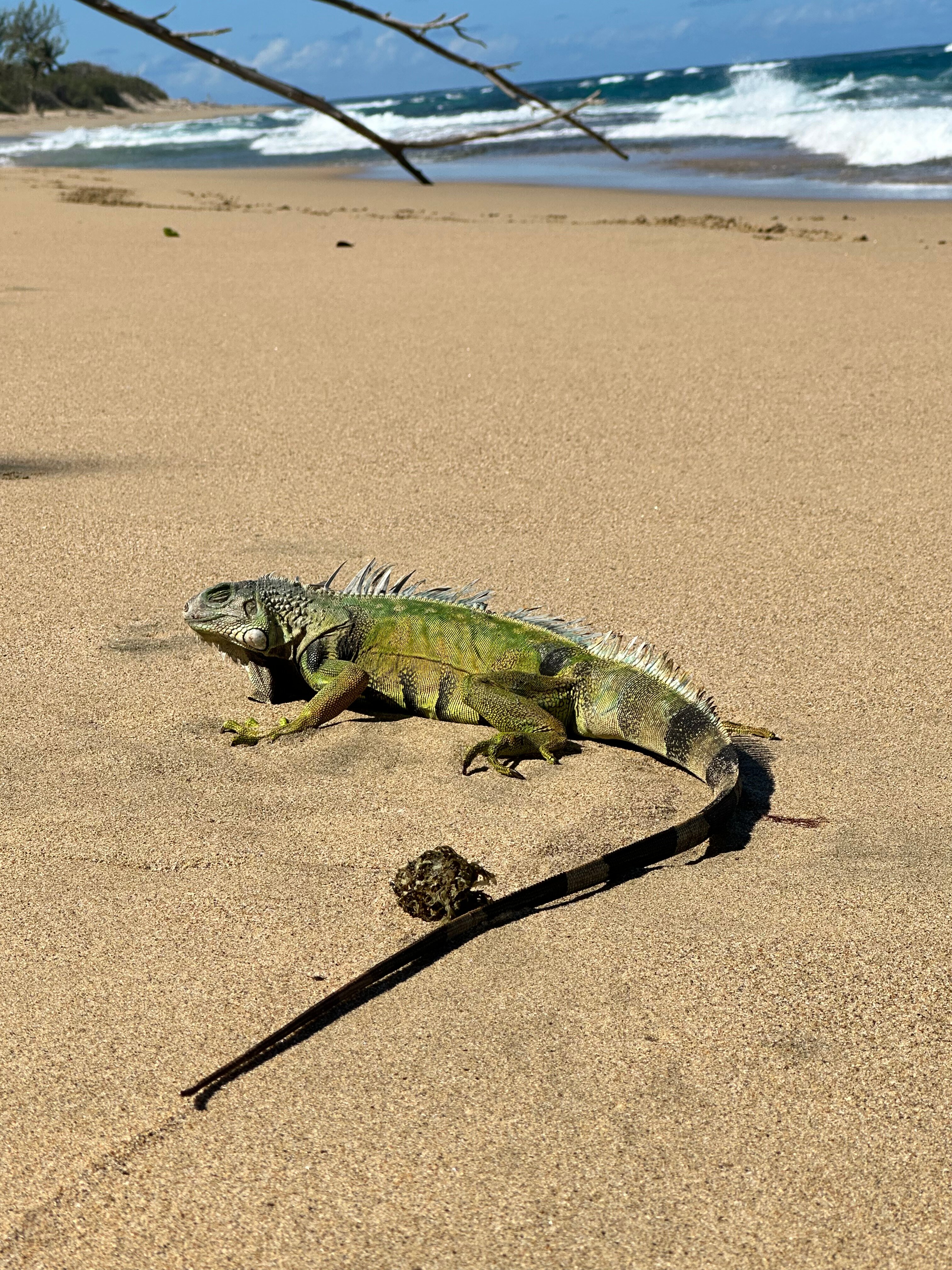 Villa Montana Beach Resort-泳池