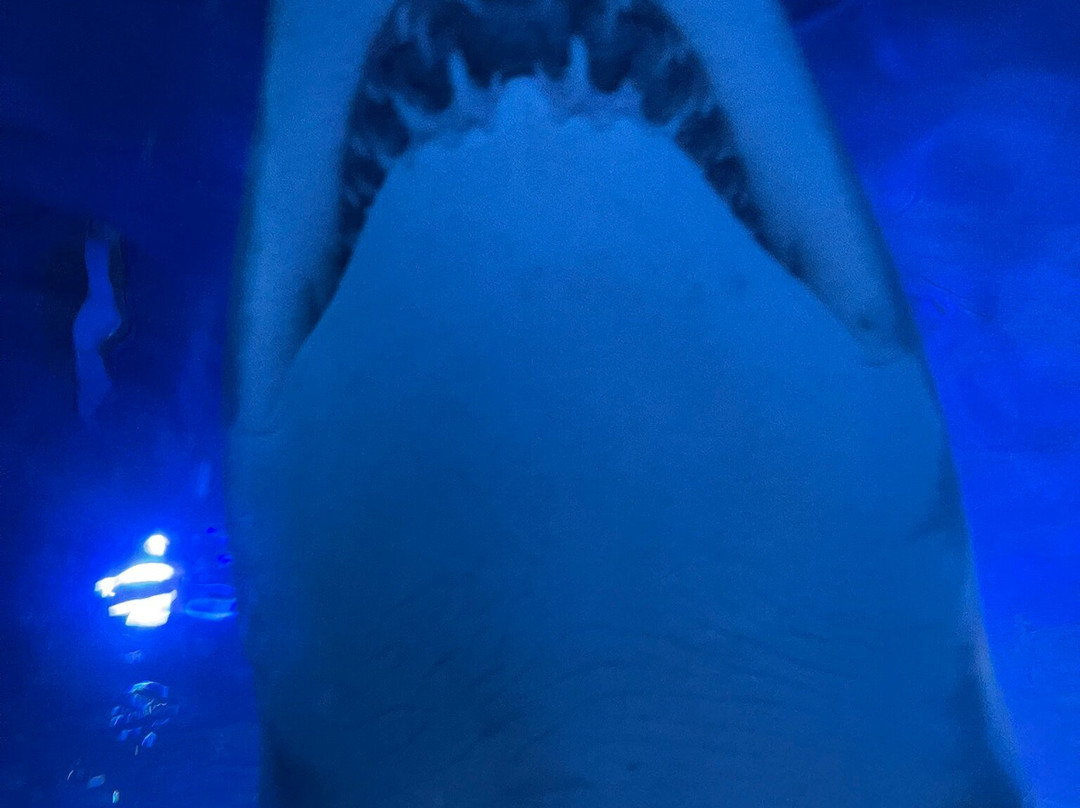 AQWA The Aquarium Of Western Australia-拉瑞斯必去景点