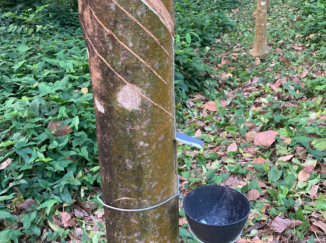 Kuruvinakunnel Tharavadu主图