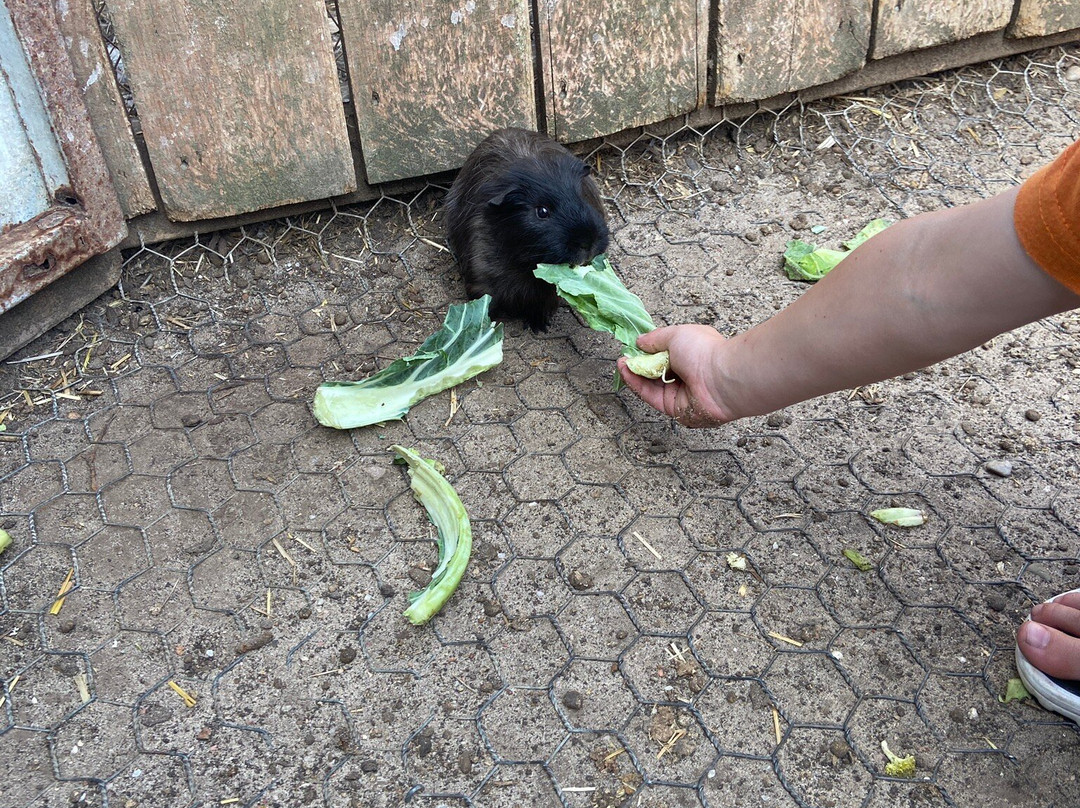 Goolwa Animal Farm-Goolwa必去景点