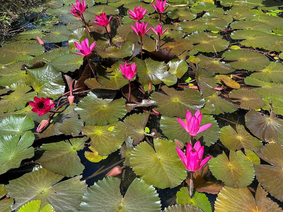 Conservatoire Botanique National景点图片