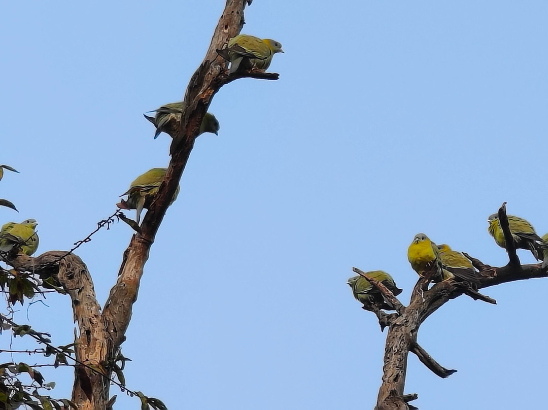 Green Valley Sariska