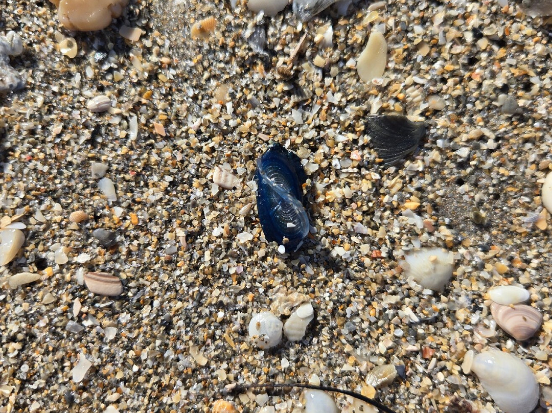 Walton Rocks Beach-Jensen Beach必去景点