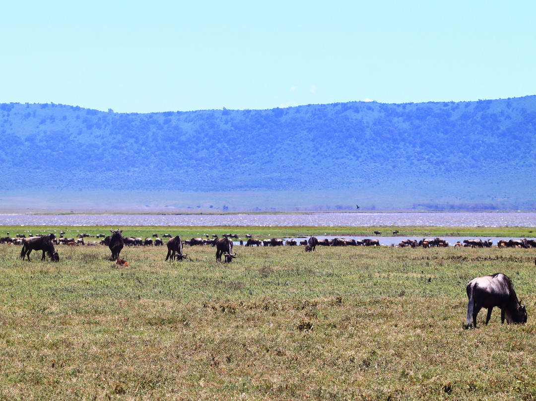 Livingstone Safari Tanzania-阿鲁沙必去景点