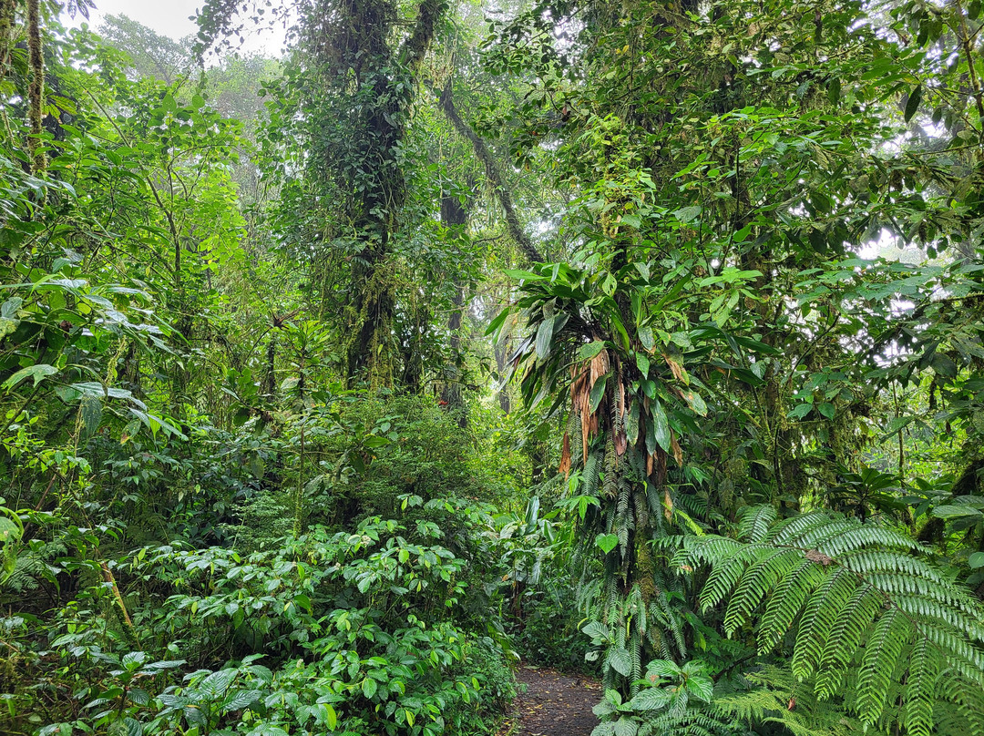 Reserva Bosque Nuboso Santa Elena景点图片