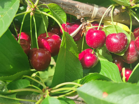 Smithy's Pyo Cherries-克伦威尔镇必去景点