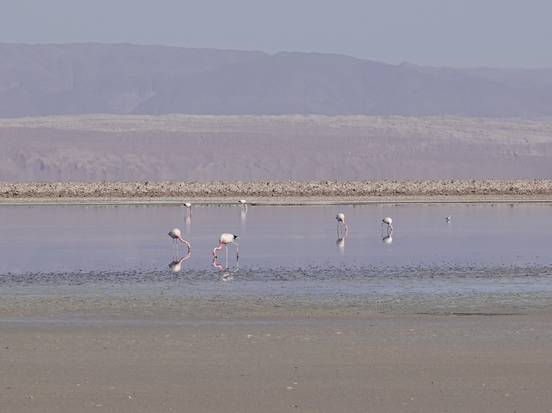 Salar de Atacama-安托法加斯塔必去景点