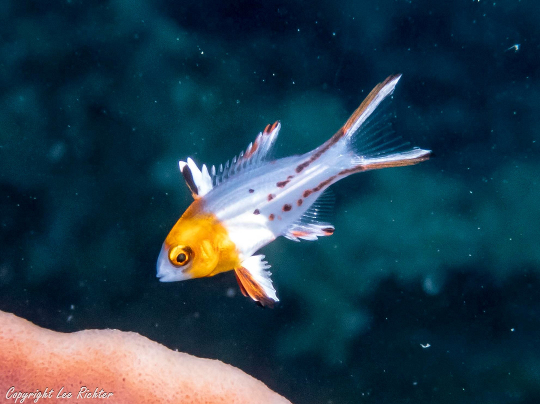 Kasa Diving - Diving Maziwe Marine Reserve-Pangani必去景点