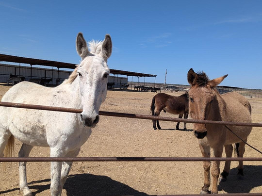 Peaceful Valley Donkey Rescue-圣安吉洛必去景点